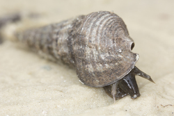 Mida Creek, Kenya (19 February 2014).