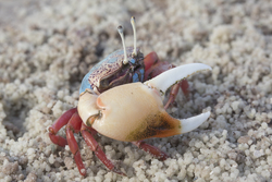 Mida Creek, Kenya (19 February 2014).