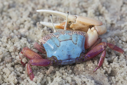 Mida Creek, Kenya (19 February 2014).
