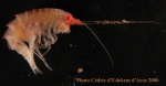 Amphipoda