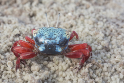 Mida Creek, Kenya (19 February 2014).