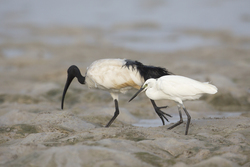 Mida Creek, Kenya (19 February 2014).