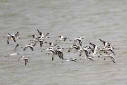 Mida Creek, Kenya (19 February 2014).