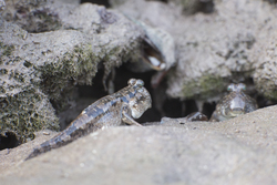 Mida Creek, Kenya (19 February 2014).