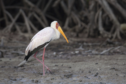 Mida Creek, Kenya (19 February 2014).