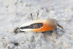 Mida Creek, Kenya (19 February 2014).