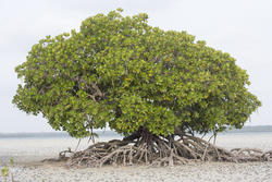 Mida Creek, Kenya (19 February 2014).
