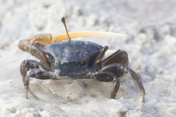 Mida Creek, Kenya (19 February 2014).