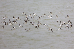 Mida Creek, Kenya (19 February 2014).