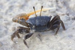 Mida Creek, Kenya (19 February 2014).