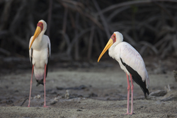Mida Creek, Kenya (19 February 2014).