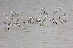 Mida Creek, Kenya (19 February 2014).