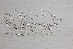 Mida Creek, Kenya (19 February 2014).