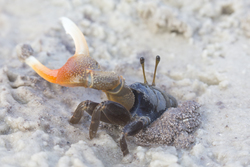 Mida Creek, Kenya (19 February 2014).