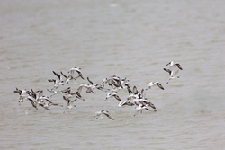 Mida Creek, Kenya (19 February 2014).