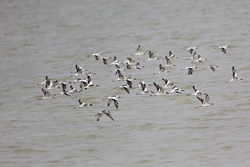 Mida Creek, Kenya (19 February 2014).