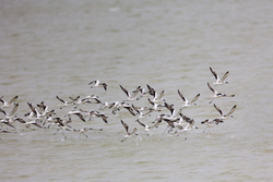 Mida Creek, Kenya (19 February 2014).