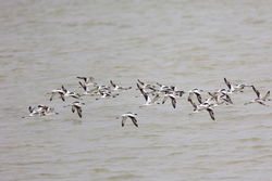 Mida Creek, Kenya (19 February 2014).