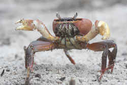 Mida Creek, Kenya (20 February 2014).