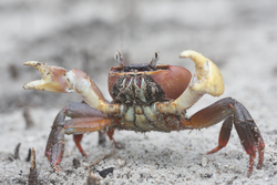 Mida Creek, Kenya (20 February 2014).