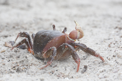 Mida Creek, Kenya (20 February 2014).