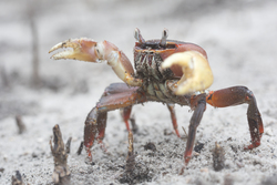 Mida Creek, Kenya (20 February 2014).