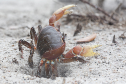 Mida Creek, Kenya (20 February 2014).