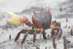 Mida Creek, Kenya (20 February 2014).