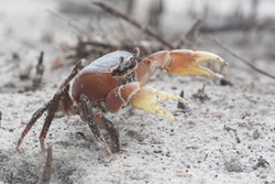 Mida Creek, Kenya (20 February 2014).