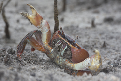 Mida Creek, Kenya (20 February 2014).