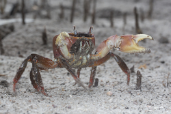 Mida Creek, Kenya (20 February 2014).
