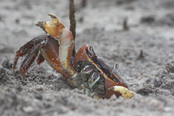 Mida Creek, Kenya (20 February 2014).