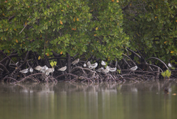 Mida Creek, Kenya (20 February 2014).