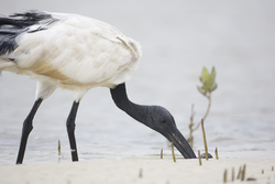 Mida Creek, Kenya (20 February 2014).