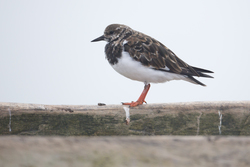 Mida Creek, Kenya (20 February 2014).