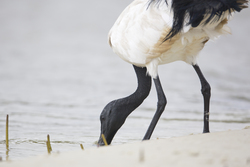 Mida Creek, Kenya (20 February 2014).