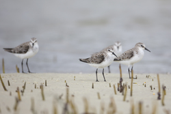 Mida Creek, Kenya (20 February 2014).