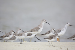 Mida Creek, Kenya (20 February 2014).