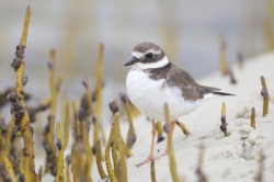 20.02.2014 Mida Creek