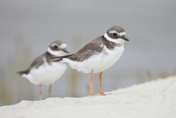 Mida Creek, Kenya (20 February 2014).
