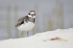 Mida Creek, Kenya (20 February 2014).