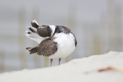 Mida Creek, Kenya (20 February 2014).