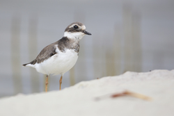 Mida Creek, Kenya (20 February 2014).