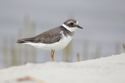 Mida Creek, Kenya (20 February 2014).