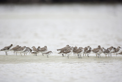 Mida Creek, Kenya (20 February 2014).