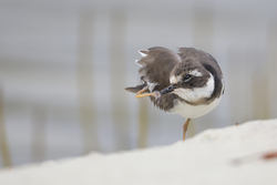 Mida Creek, Kenya (20 February 2014).