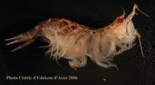 Oediceroides calmani ANTXXIII-8 St-654-6 Elephant Island, author: Cric d'Udekem d'Acoz