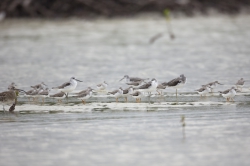 Mida Creek, Kenya (20 February 2014).