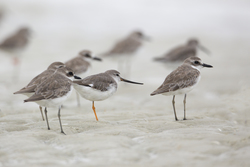 Mida Creek, Kenya (20 February 2014).