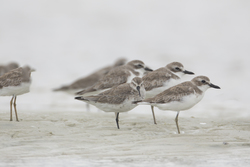 Mida Creek, Kenya (20 February 2014).